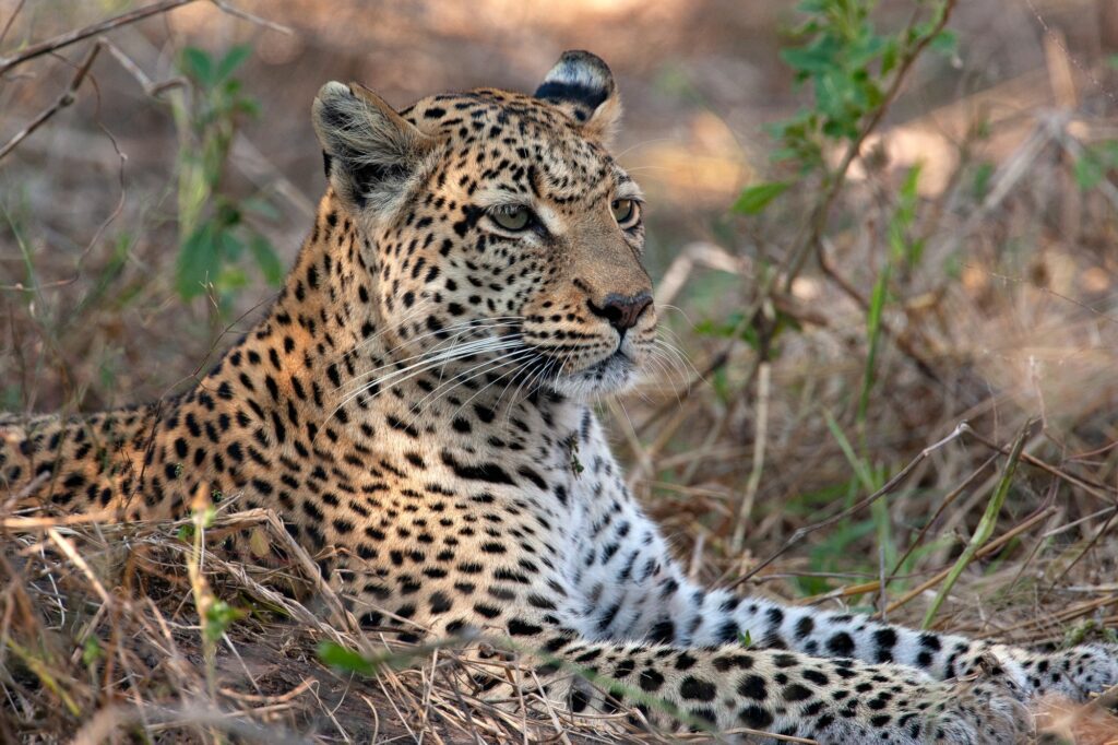 Leopard (Panthera pardus) in the Khwai River region of northern Botswana, Africa.