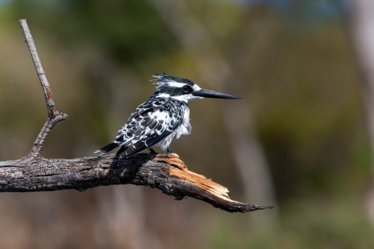 Pied Kingfisher - Botswana