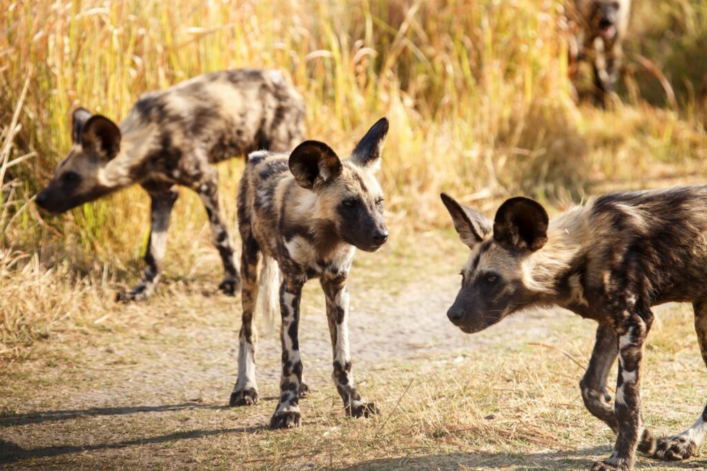 Wild Dog - Okavango Delta - Moremi N.P.