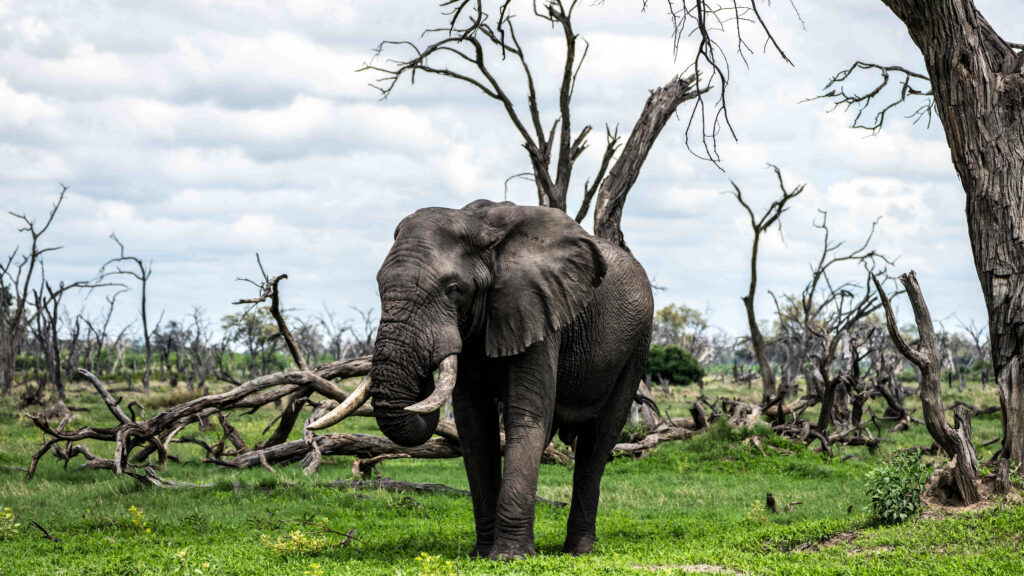 Elephant in the Khwai concession area