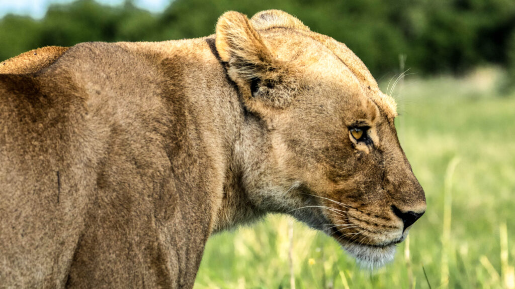 lioness at Khwai expeditions camp