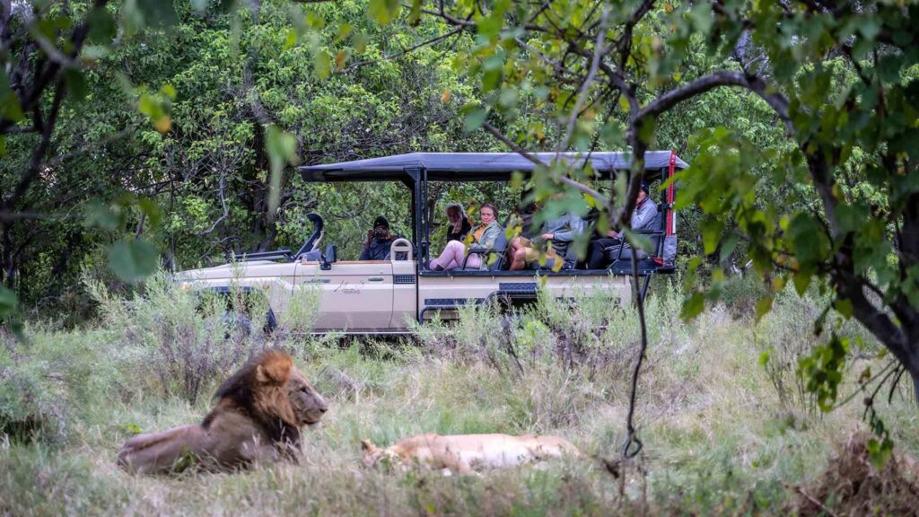 Khwai male lion and lioness viewing on game drive at Khwai Expeditions Camp