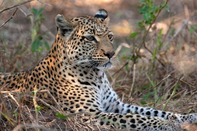 Leopard Panthera pardus in the Khwai river region of northern Botswana Africa