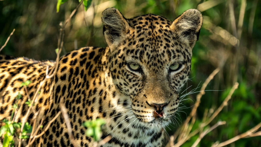 Khwai expeditions camp-leopard