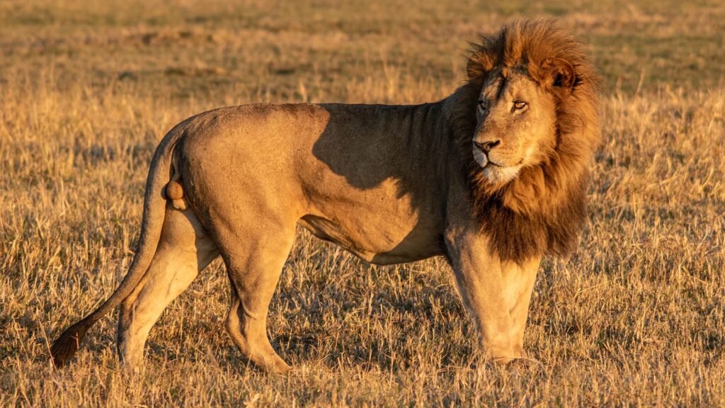 Moremi Game Reserve King lion
