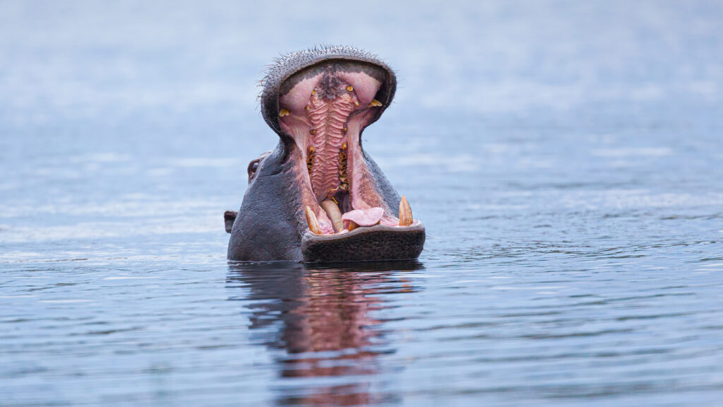 Moremi Game Reserve hippo swimming in the Okavango Delta CHannels