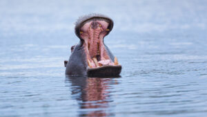 Moremi Game Reserve hippo