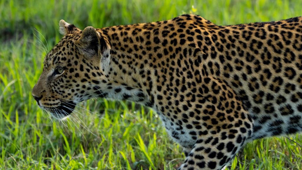 Moremi Game Reserve leopards