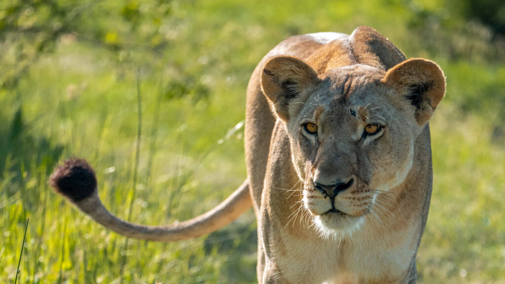 Moremi Game Reserve lioness