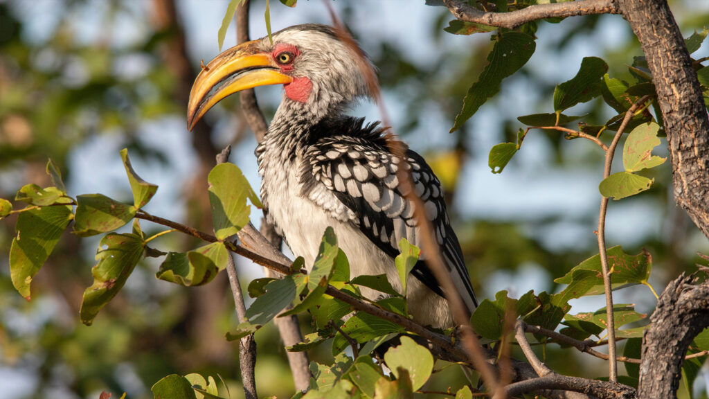 Moremi Game Reserve yellow-billed hornbill