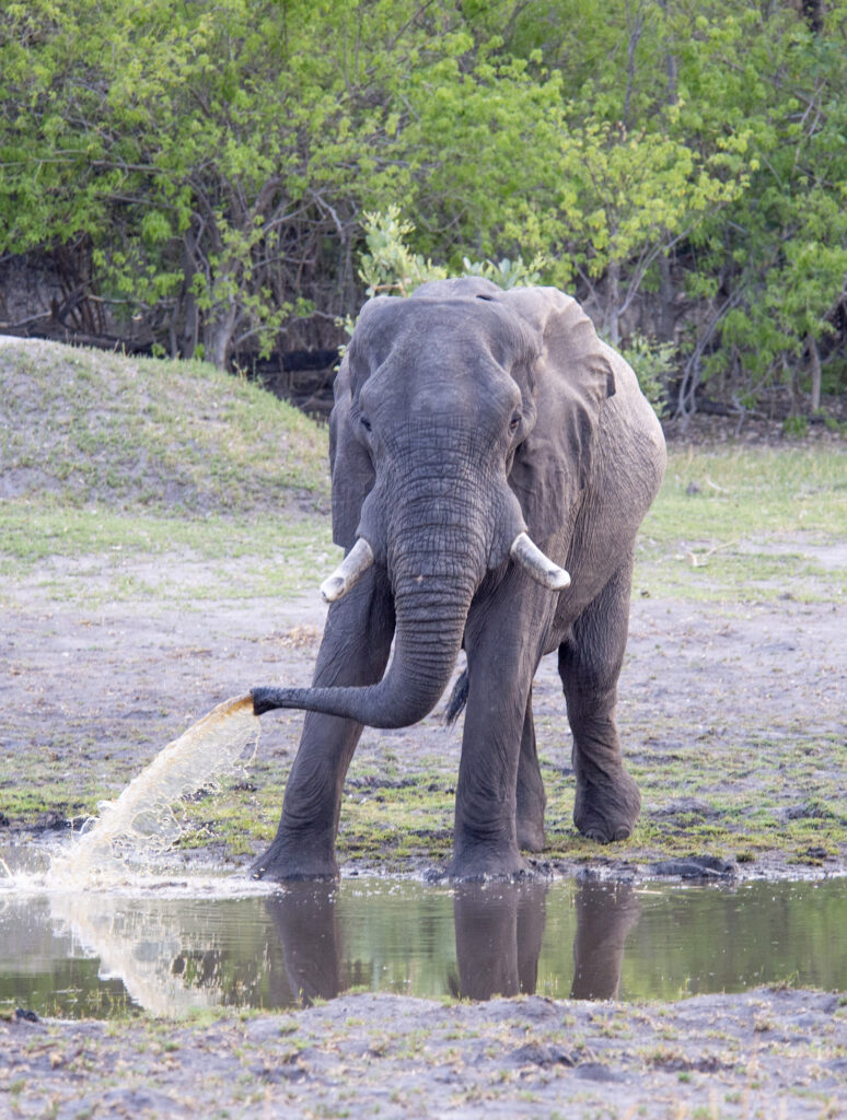 Khwai Expeditions Camp elephant bath