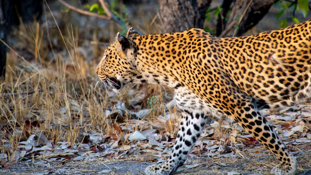 Khwai Expeditions Camp leopard roaming the wilderness