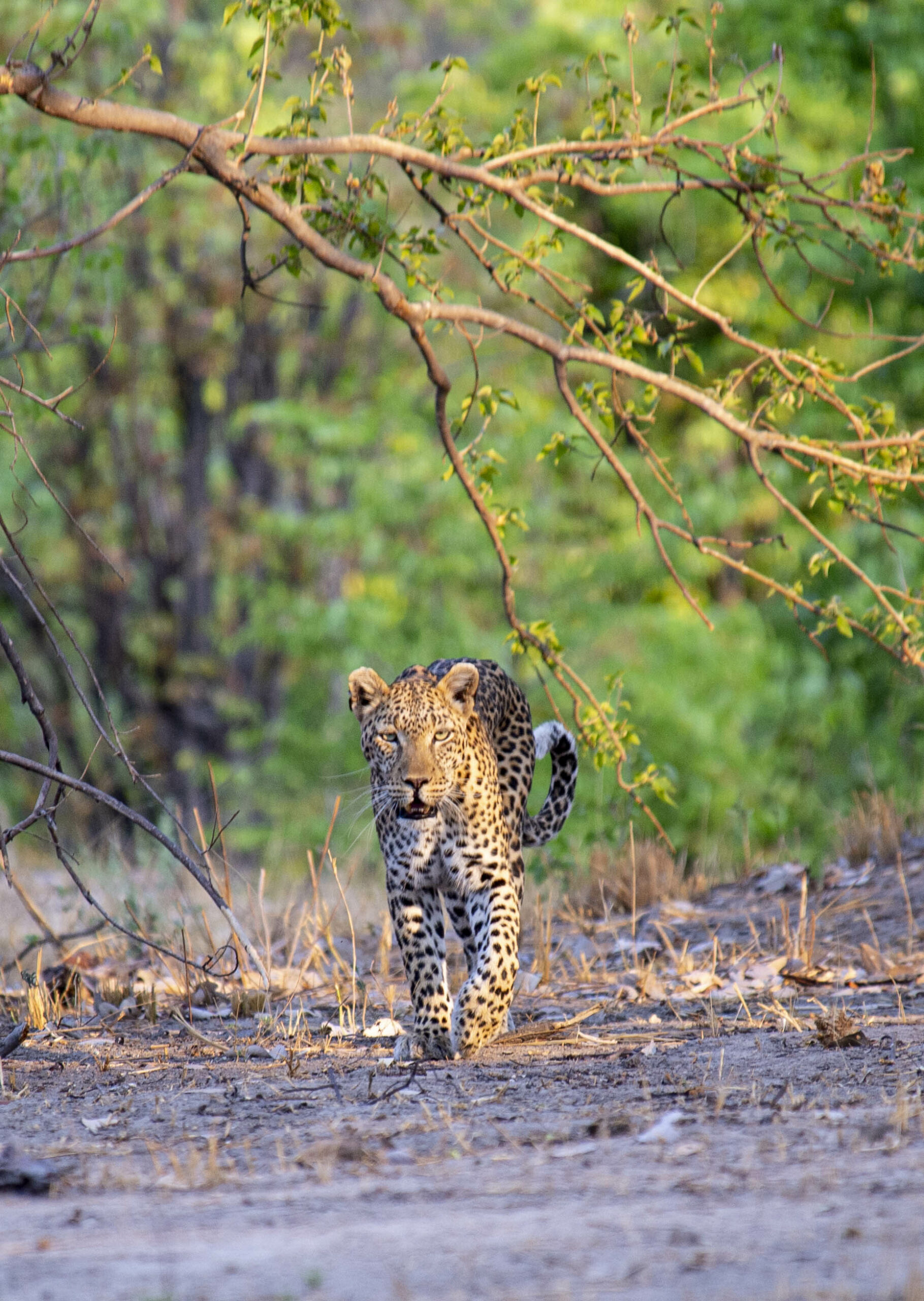 kwh1002 - Leopard sighting
