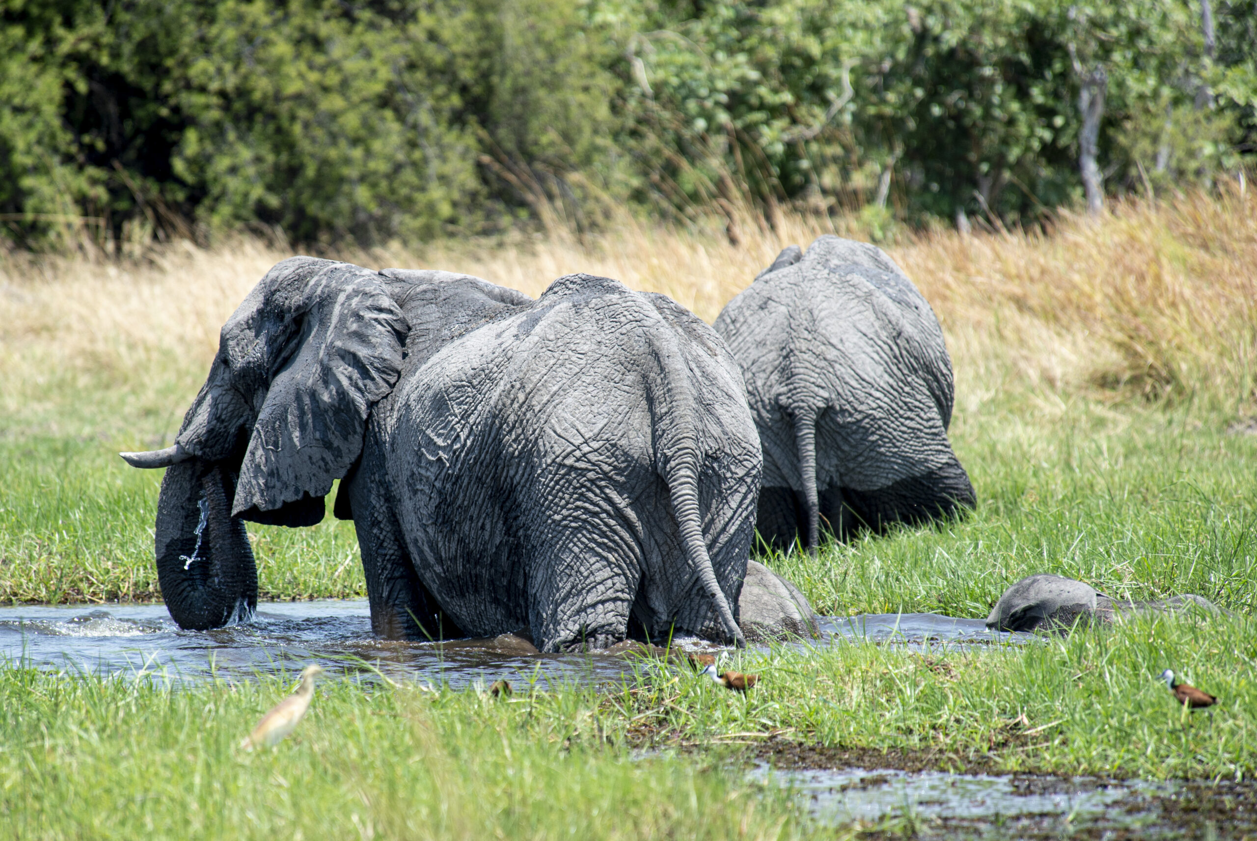 Khwai Expeditions Camp Elephants