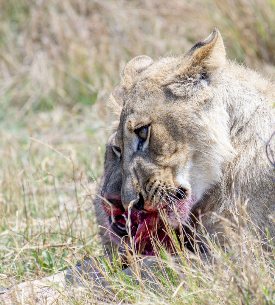 lionesses having a meal at khwai expeditions camp