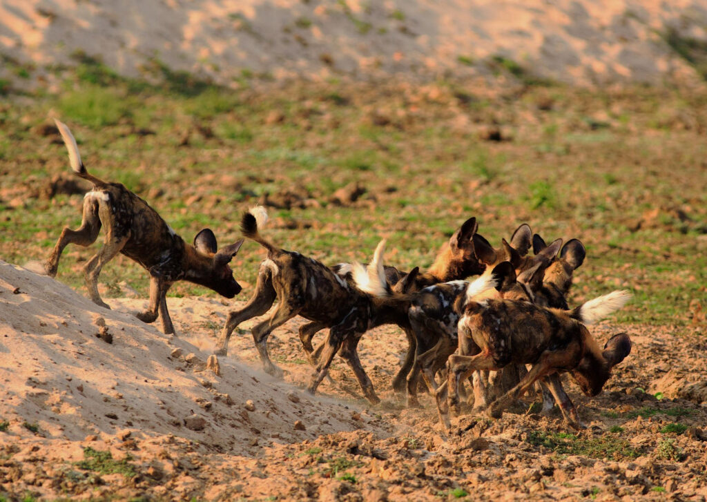 Wild Dog Pack being Social