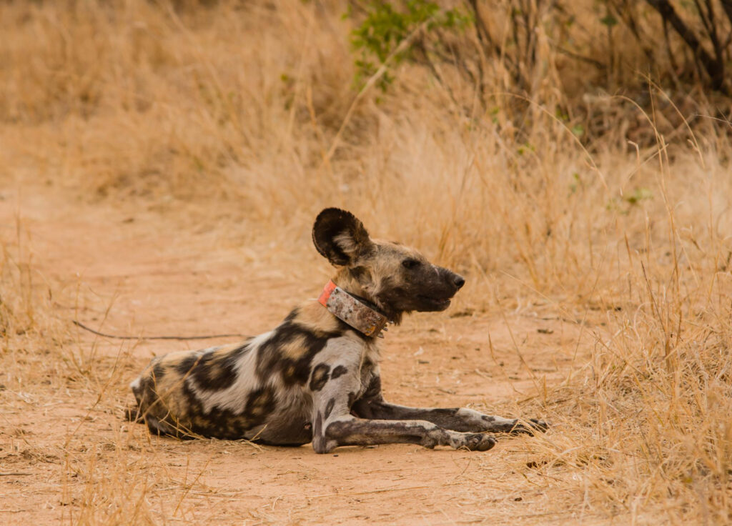 Conservation efforts made in Africa for the African Wild Dog