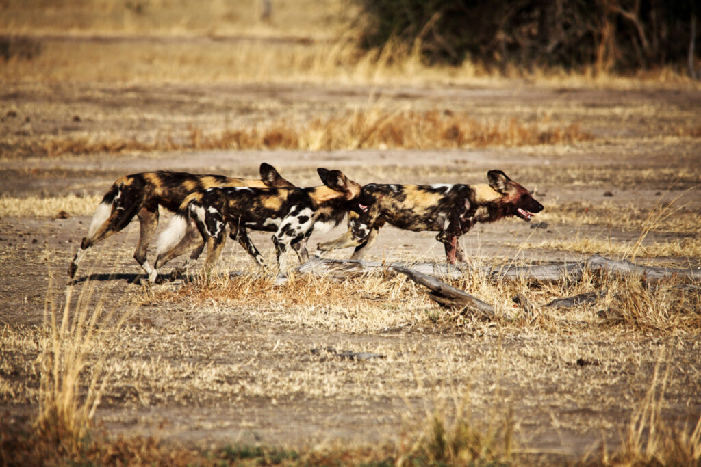 The African Wild Dogs Pack