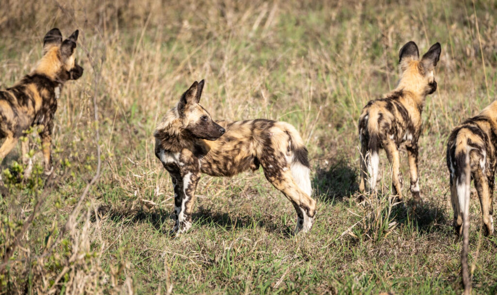 Wild Dogs in a pack