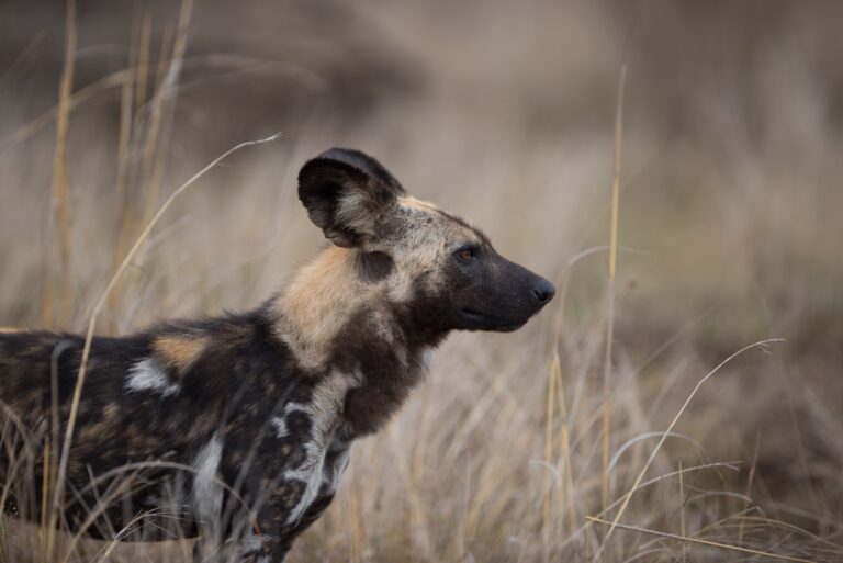 Closeup shot of an african wild dog with a blurred background