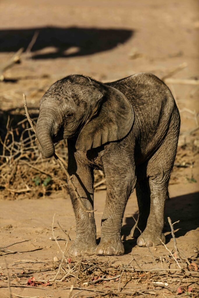 Baby Elephant