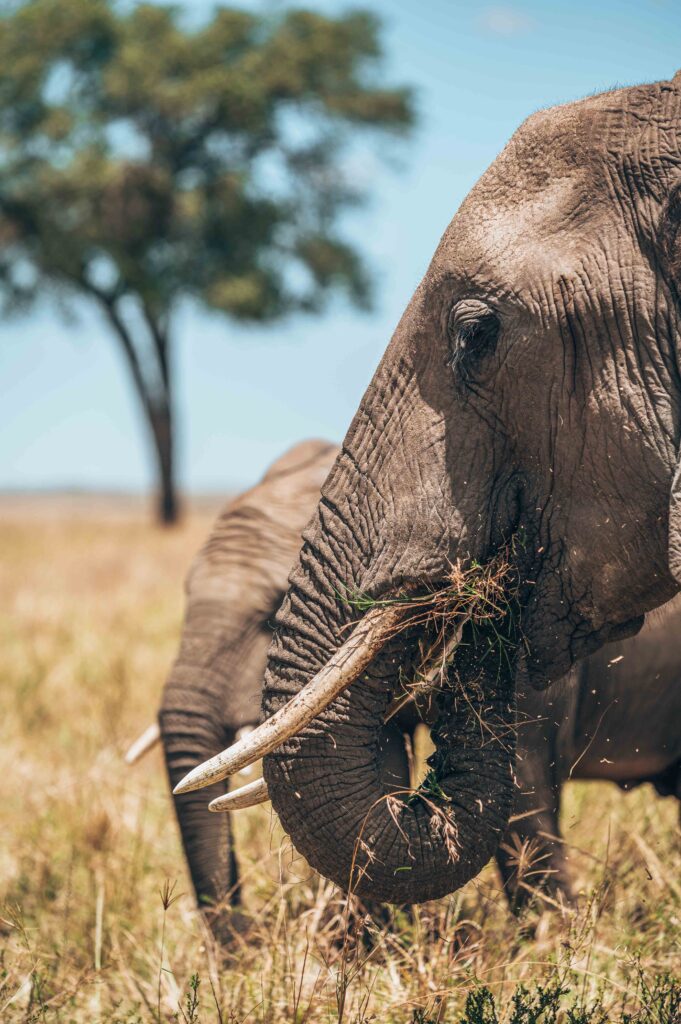 The African Elephant Feasting on Grass