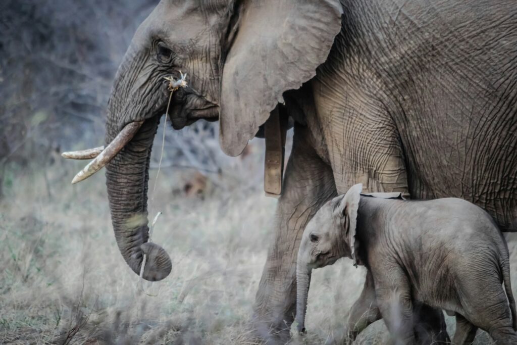 Elephant with baby Elephant