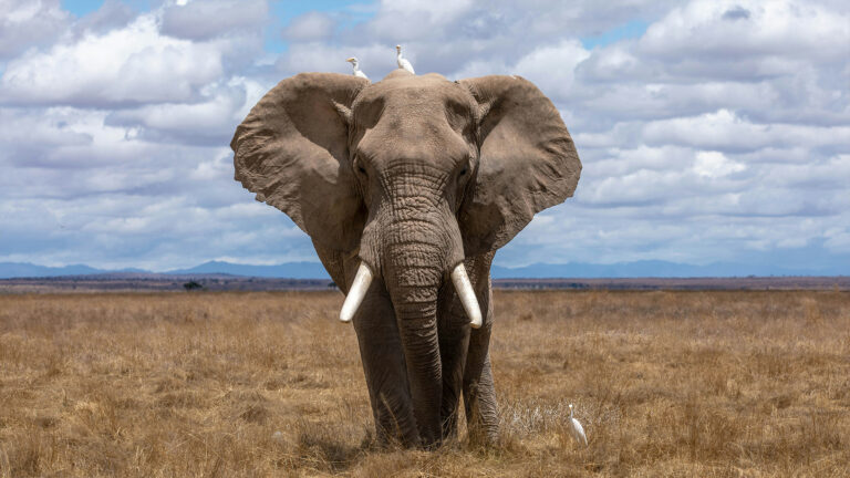 The African Elephant