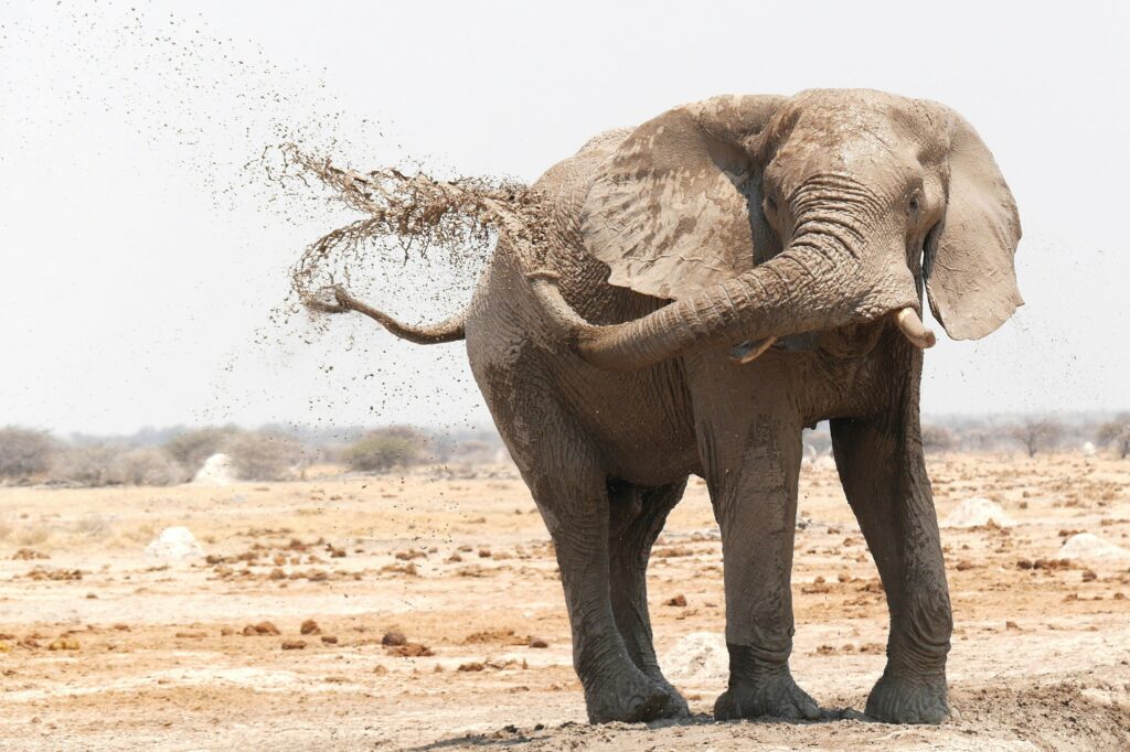 The African Elephant Mud Bath