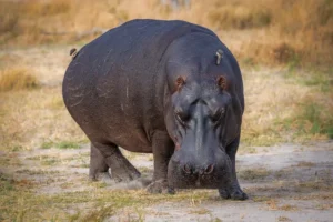 Hippo in the Khwai