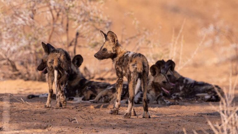 african wild dog african hunting dog african painted dog lycaon pictus group