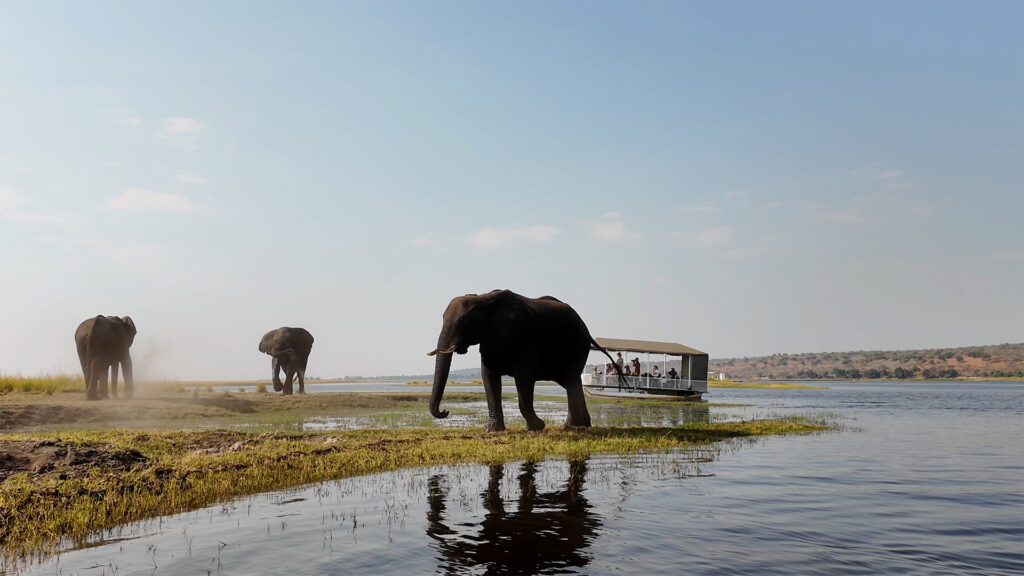 Elephants in Chobe National Park