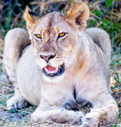 Khwai Expeditions Camp Lioness resting