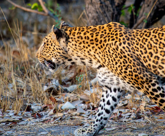 Khwai Expeditions Camp leopard roaming the wilderness