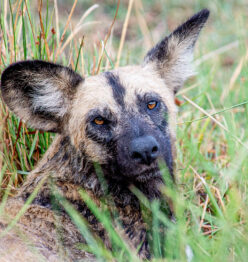Khwai Expeditions Camp the african wild dog