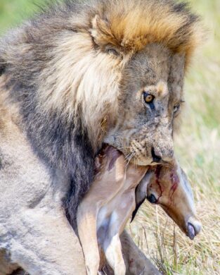 Khwai Expeditions November special king lion having a meal