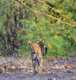 kwh1002 - Leopard sighting