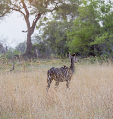 Khwai Expeditions Camp Greater Kudu