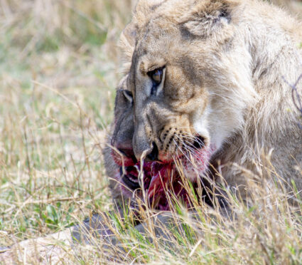 lionesses having a meal at khwai expeditions camp