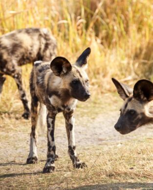 wild dog okavango delta moremi game reserve